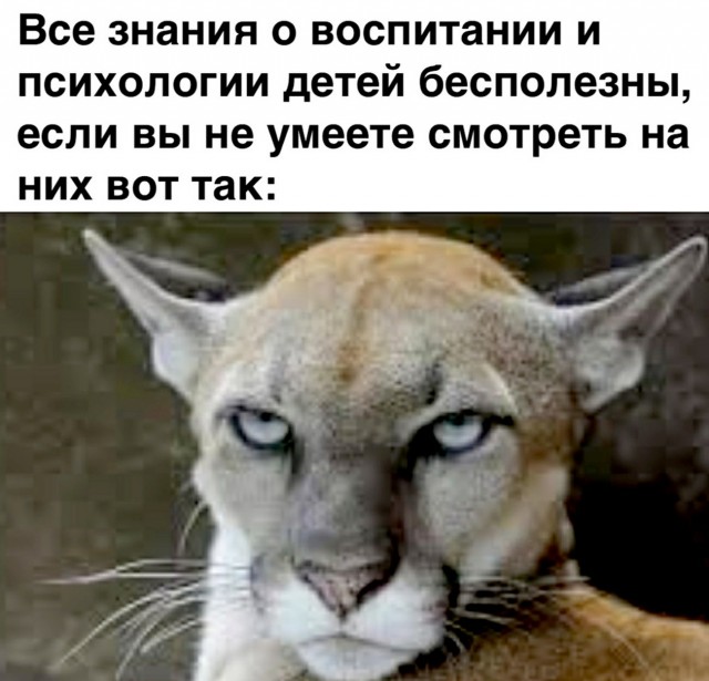 В США бездомный котик, которому требовалась медицинская помощь, очень быстро нашел хозяев благодаря своей грозной мордашке