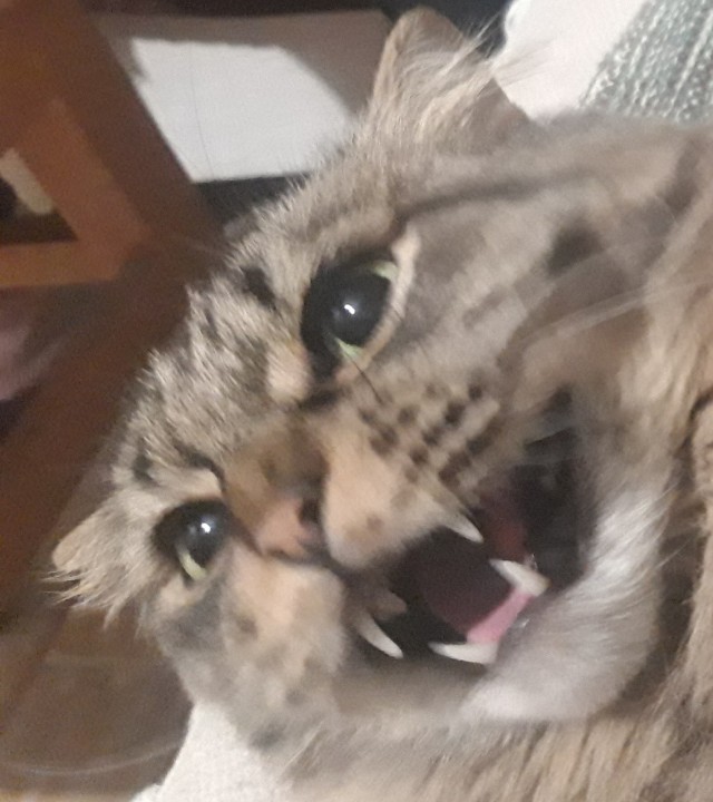 Котовторнику быть!