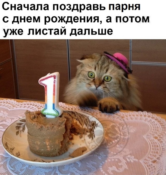 Картинки с котами и про котов
