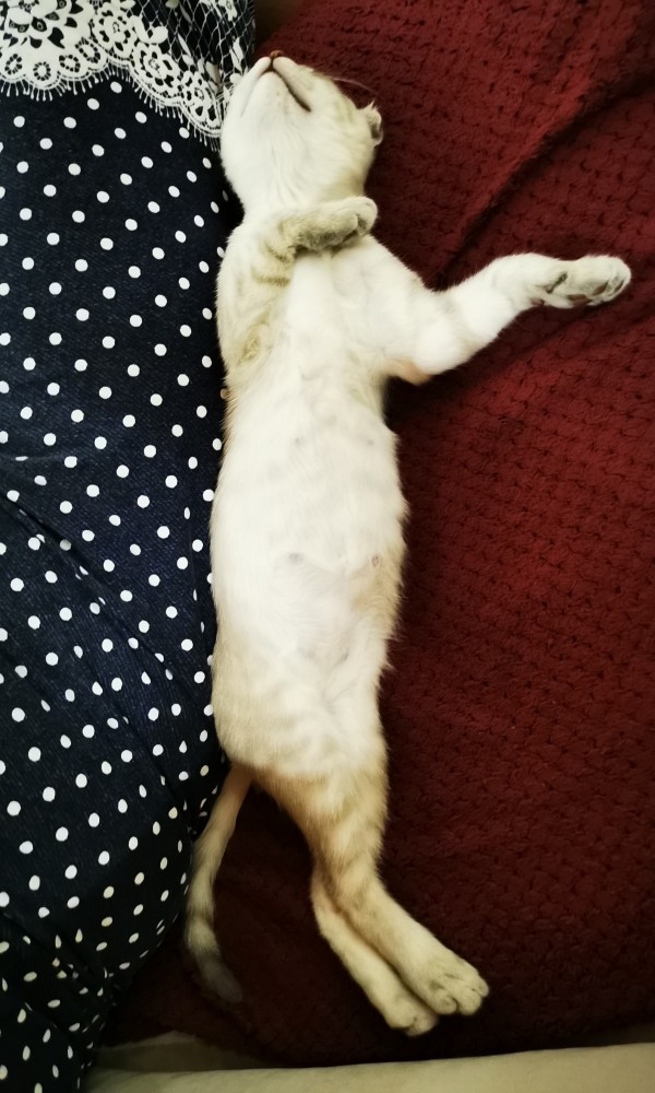 Котовторник!