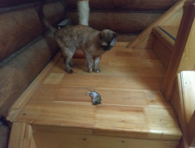 Котовторник же!
