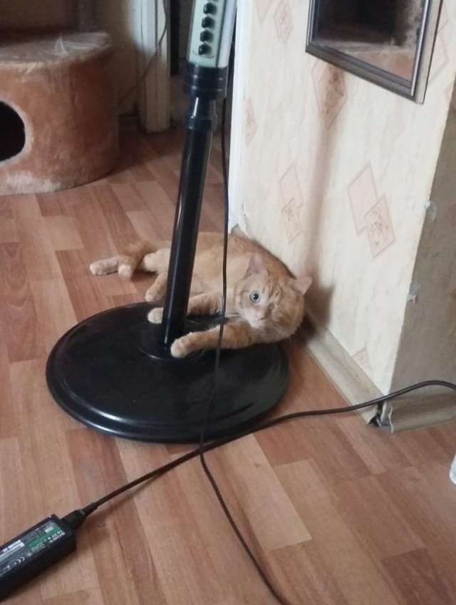 Котовторник. Поговорим о кличках, друзья