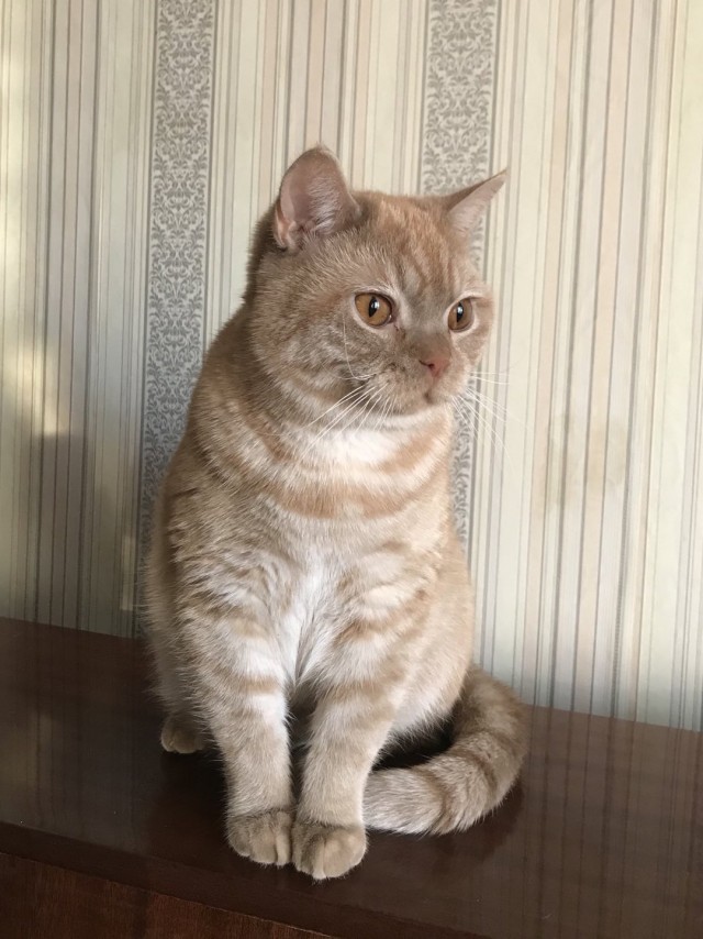 Последний котовторник лета