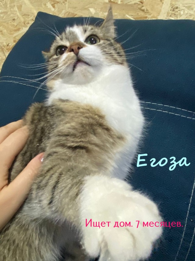 Жизнь домашнего приюта "Котоленд" 322