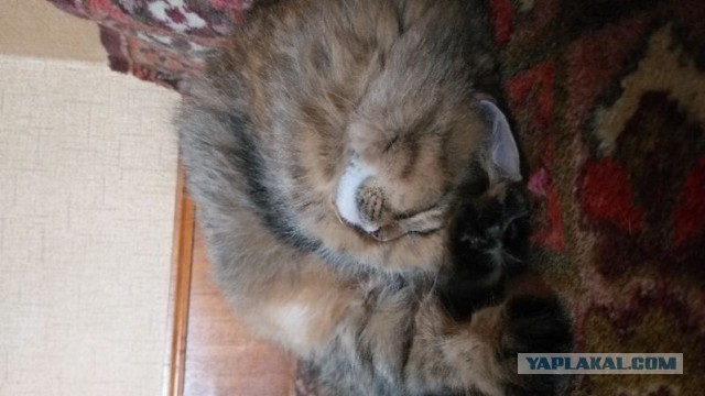Котовторник - по расписанию!