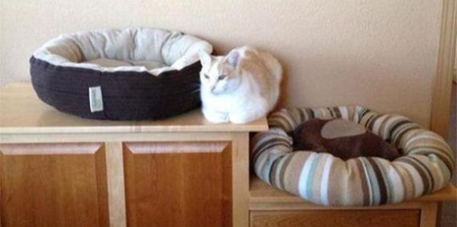 Забавные и милые котейки