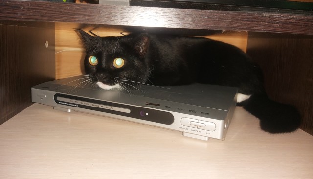 Котовторник