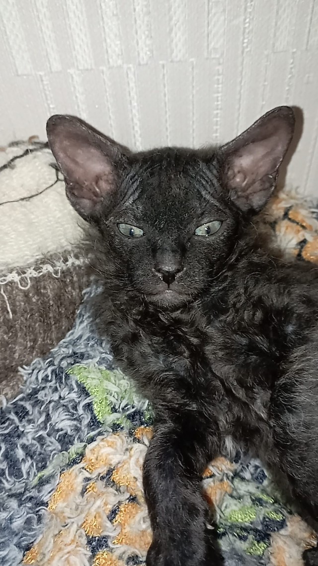 Котоферма