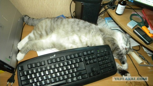 А как спит ваш кошачий?