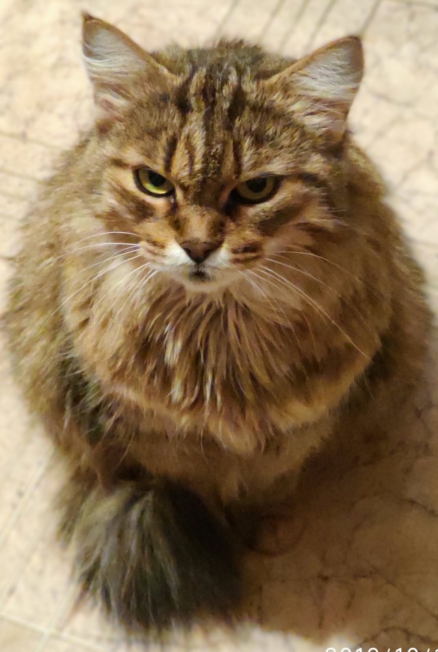Ура! Котовторник.