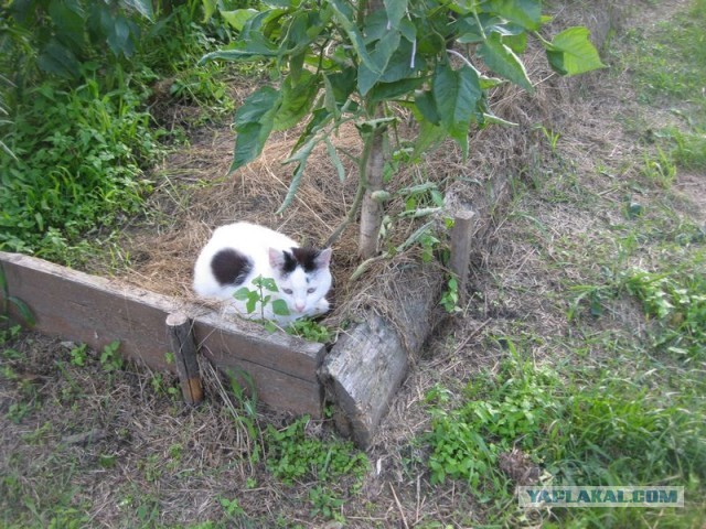 Жизнь домашнего приюта для котеек 403