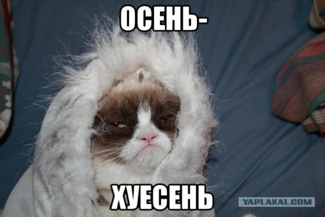Ротару вам в ленту