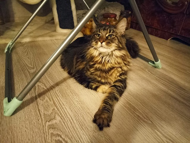Кошка