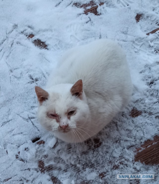 Жизнь домашнего приюта "Котоленд" 368
