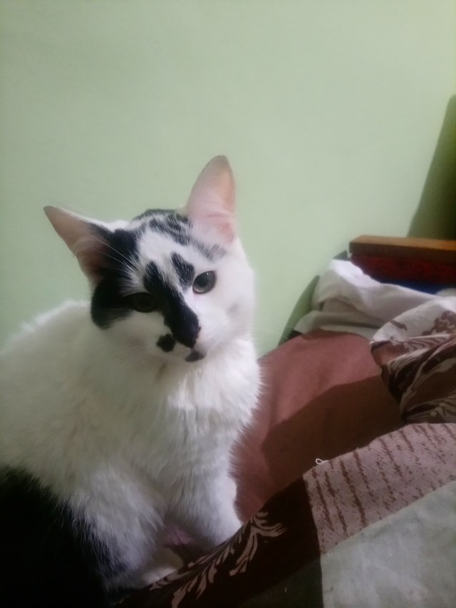 Даёшь котов в этот вторник!