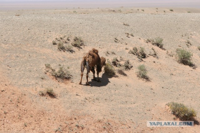 В Монголию на мотоциклах 2006