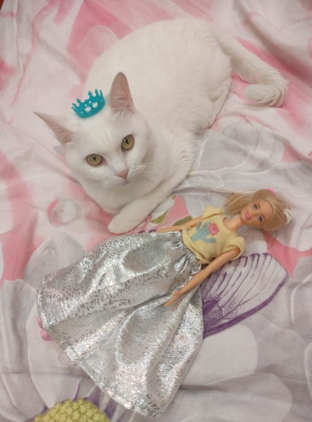 Котовторник! 16+ Коллеги-рабы, отмечаемся, у кого хозяину много лет!