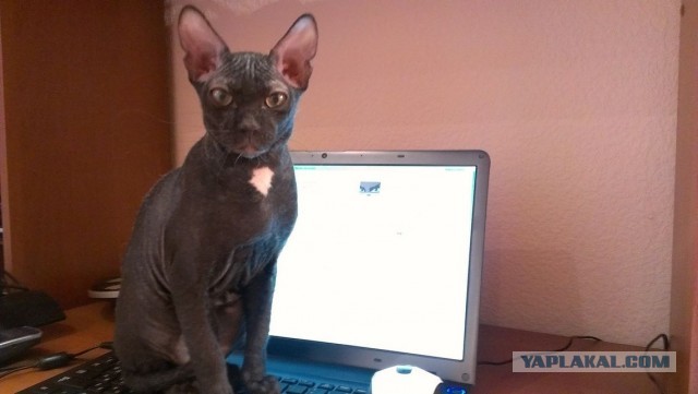 Котовторник 16.04.2013