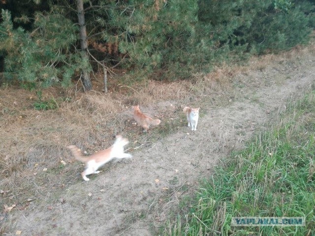 Жизнь домашнего приюта для котеек 464