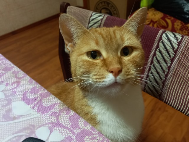 Котаны мои