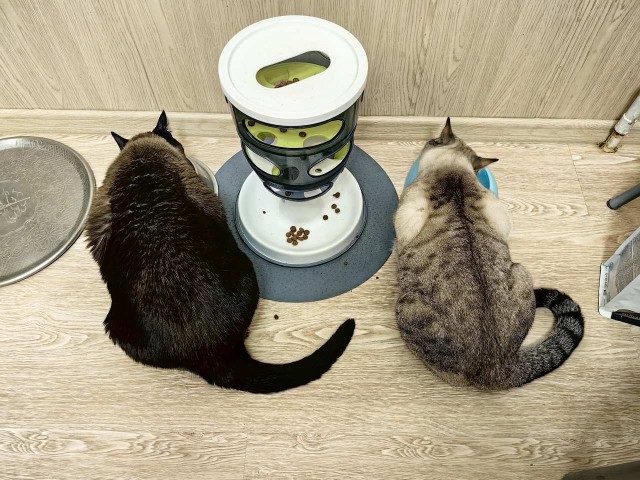 Моника