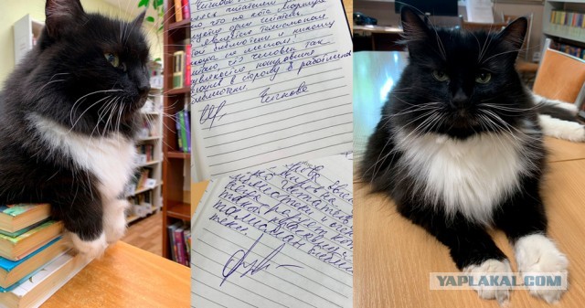 Из московской библиотеки выгнали кота после доноса пенсионера, которому заведующая запретила выпивать в зале