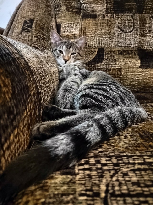 Эталон Яповского кота