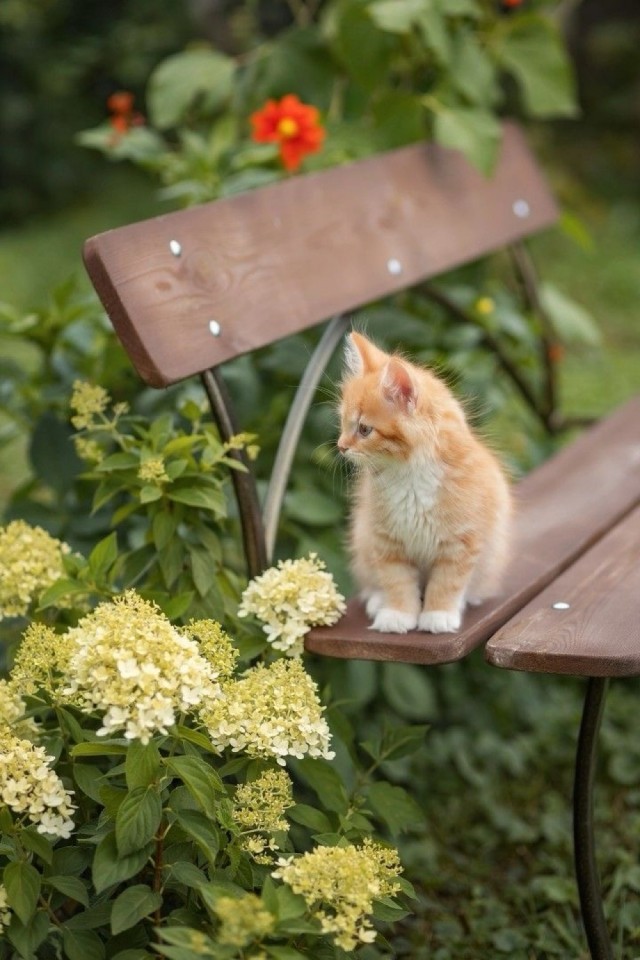 Котовторник в картинках