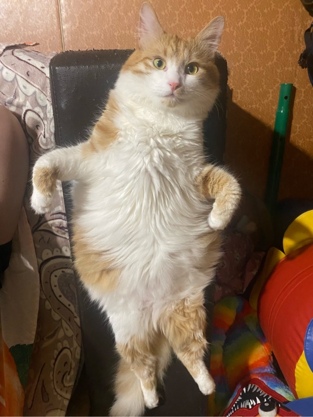Котовторник!