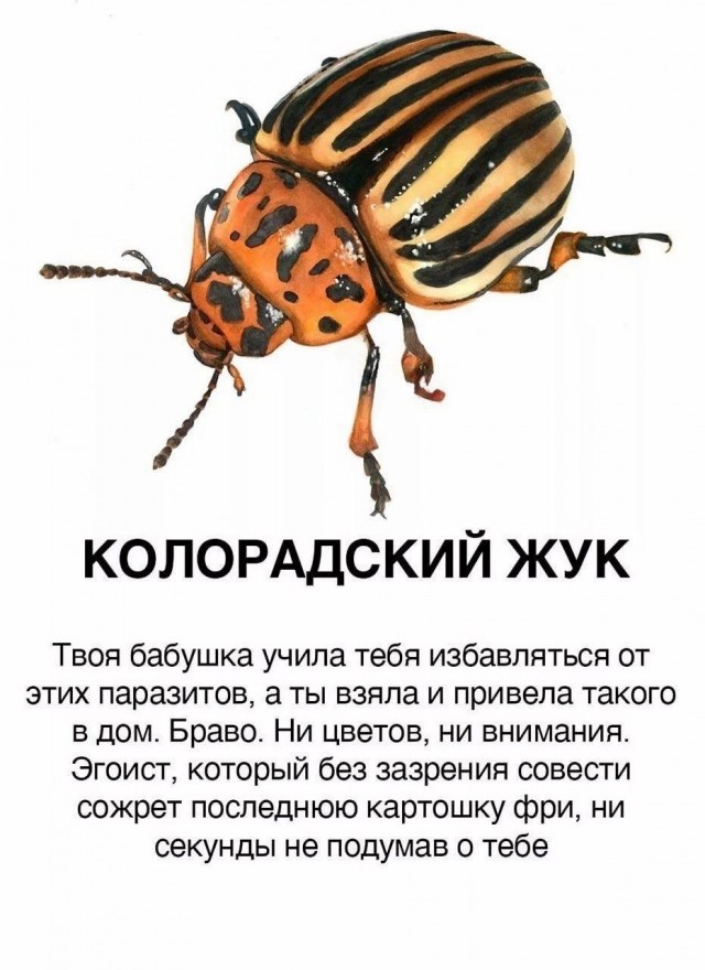 Юмор в картинках и без
