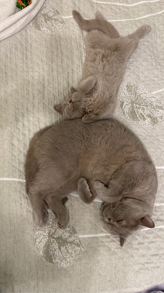 Котовторник, от мала до велика