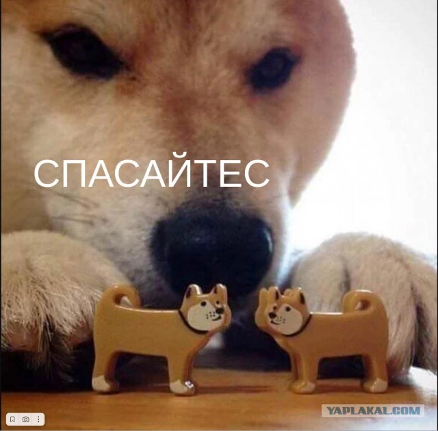 Астронавты Старлайнера вернутся на Драконе.