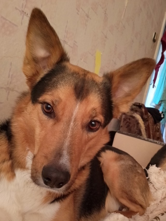 Что-то на добром языке