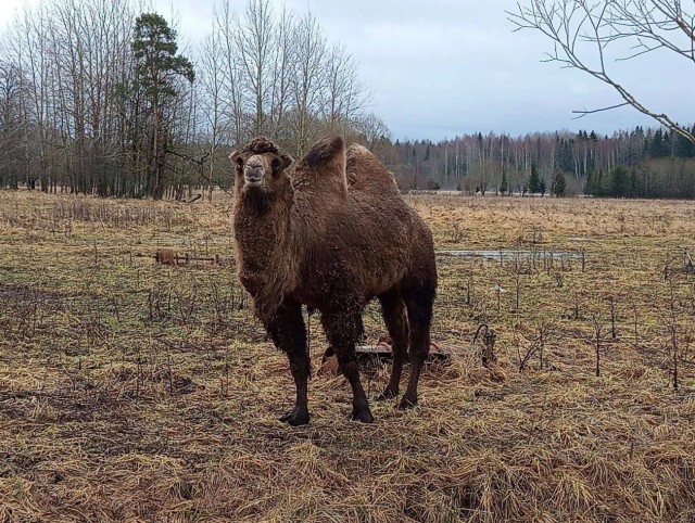 Под Санкт-Петербургом в Тосненском районе.