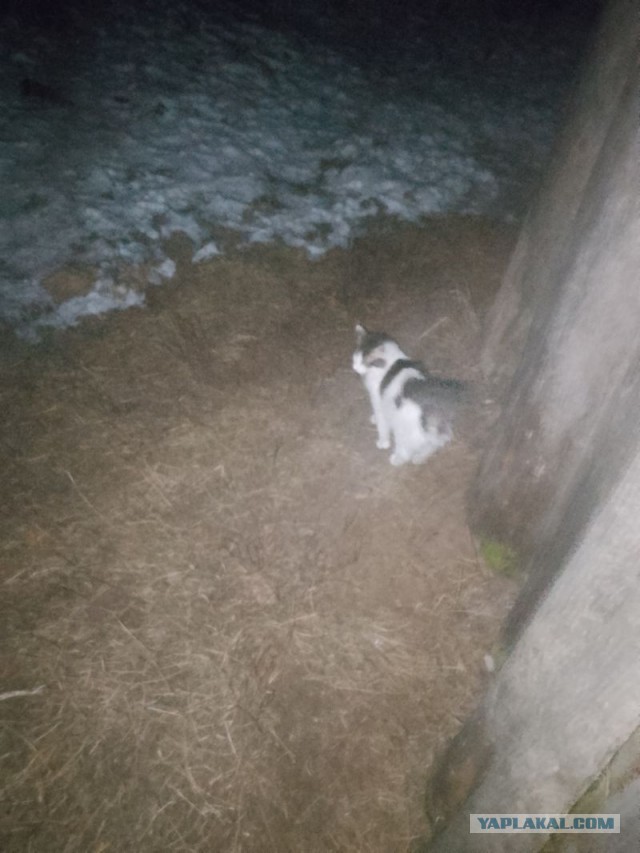 Жизнь домашнего приюта для котеек 532