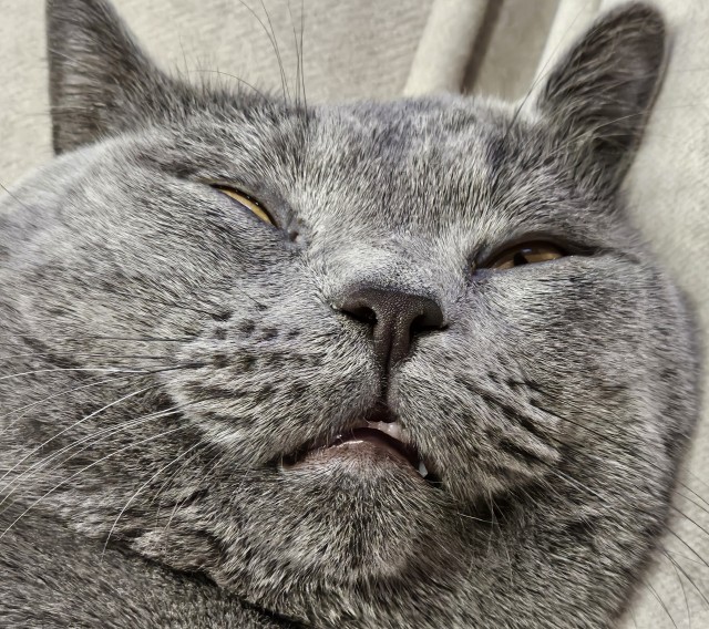 Есений (котовторник)