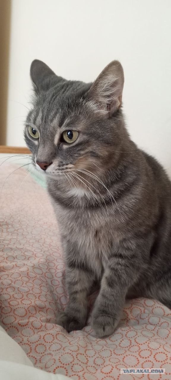 Котовторник ?