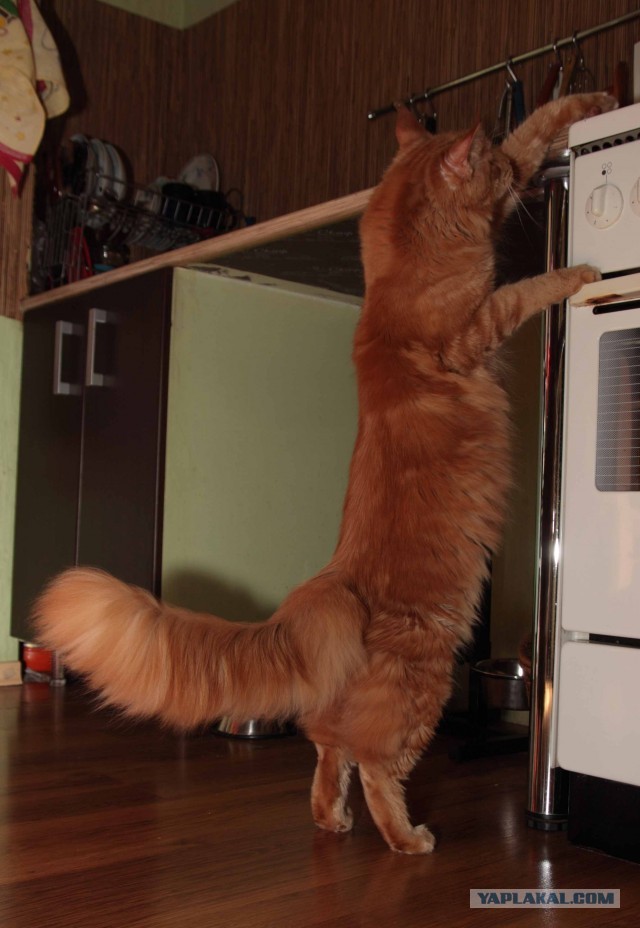 Немного о  Мейн Куне.