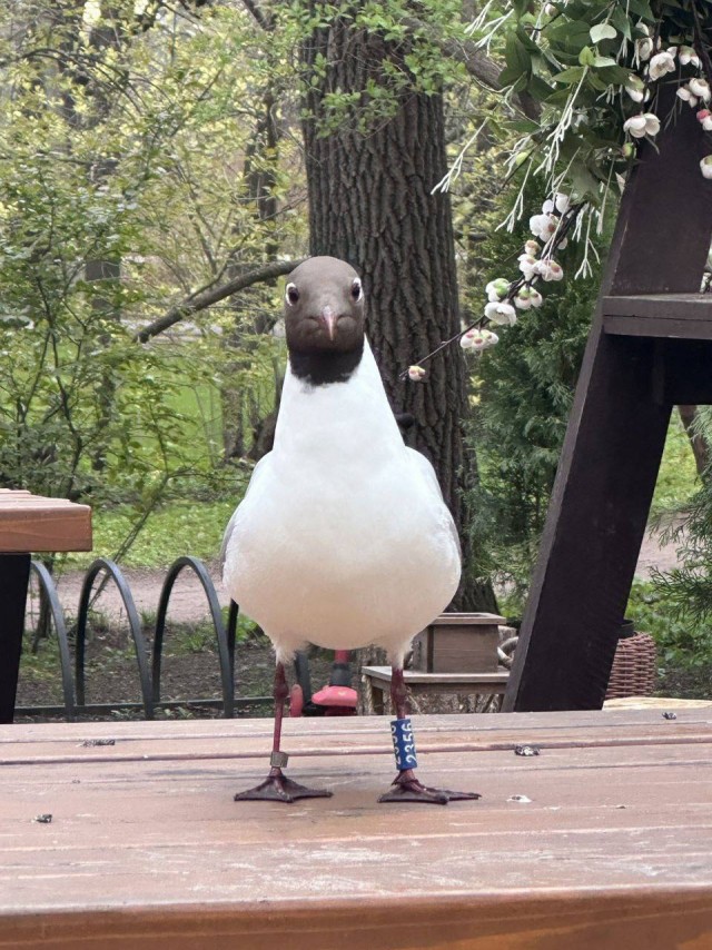 Уже чайки бегут (или летят) в Россию из Лондона