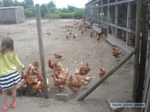 Поход за клубникой