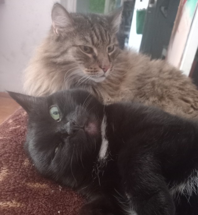 К котовторнику