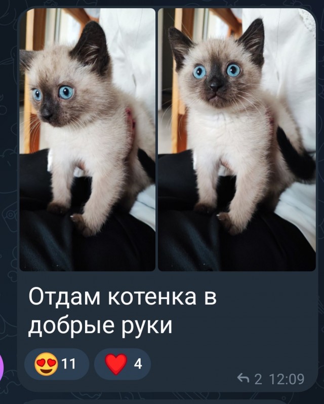 Хозяйка впервые решила искупать свою кошку и случайно призвала демона