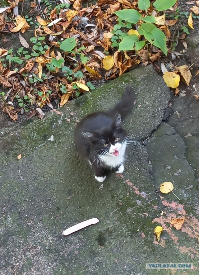 Котенок в добрые руки