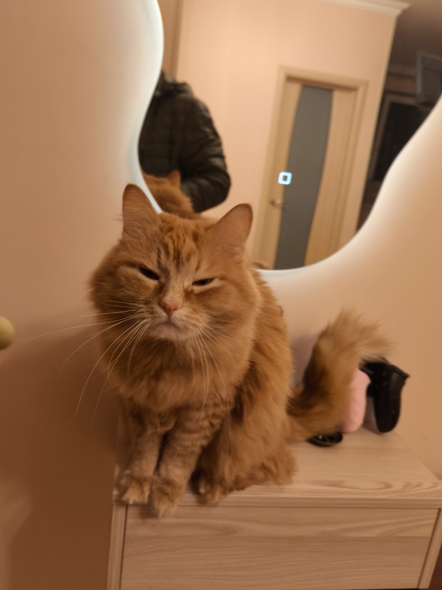 Котовторник же!