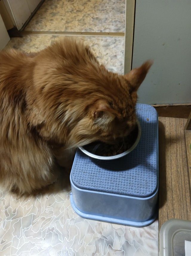 Котовторник же!