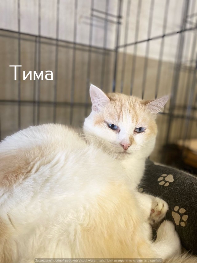 Жизнь домашнего приюта "Котоленд" 532