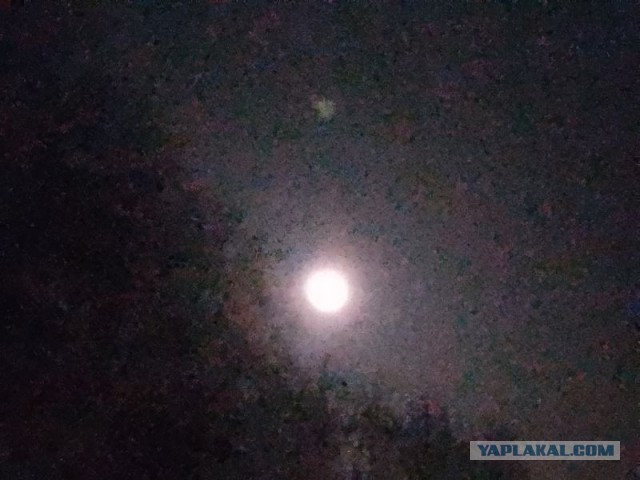 Жизнь домашнего приюта для котеек 574