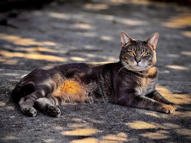 Рандомных фото котов тред