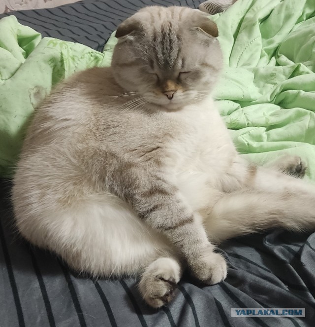 Котовторник же!