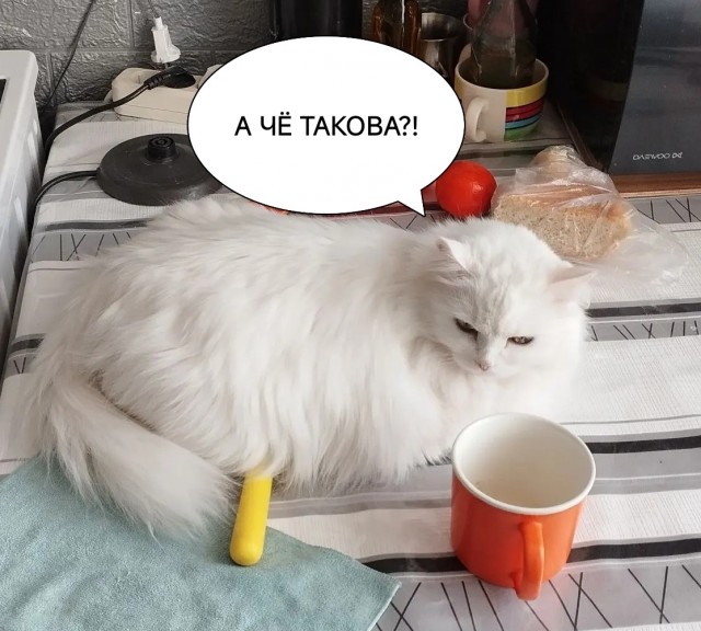 Тапком, да по морде